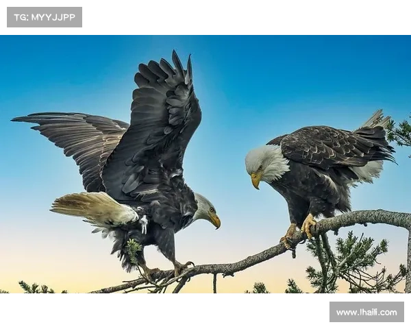 雄鹰翱翔,巅峰竞技,决胜云霄 雄鹰翱翔,巅峰竞技,决胜云霄
